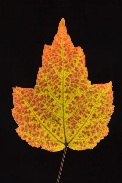 Javorový list v pádu barvy. — Stock fotografie