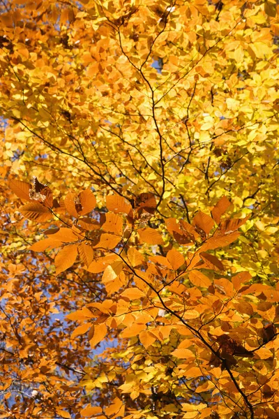 Fa őszi lombozat. — Stock Fotó