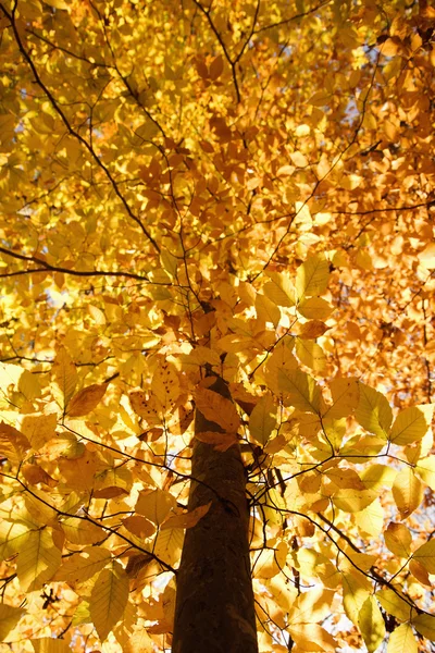 Ağaç düşmek renkli. — Stok fotoğraf