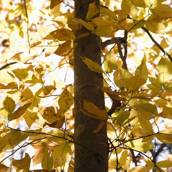 Drzewo z liśćmi żółty. — Zdjęcie stockowe