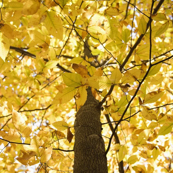 Ağaç sarı sonbahar yaprakları ile. — Stok fotoğraf