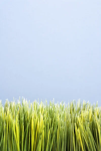 Grünes Gras. — Stockfoto