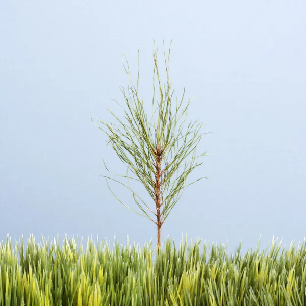 Sapling tree and grass. — Stock Photo, Image