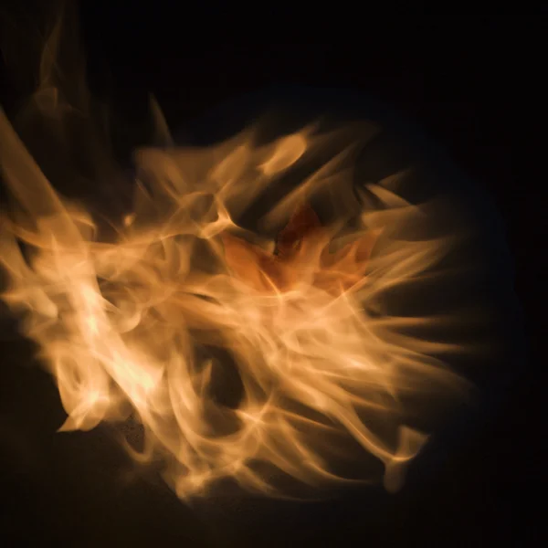 Javorový list v plamenech. — Stock fotografie