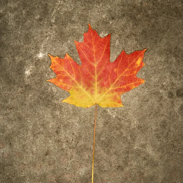 Кленовий лист осіннього кольору . — стокове фото