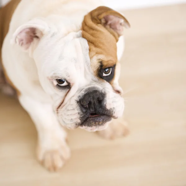 Bulldog sitting on wood floor. — Stock Photo, Image