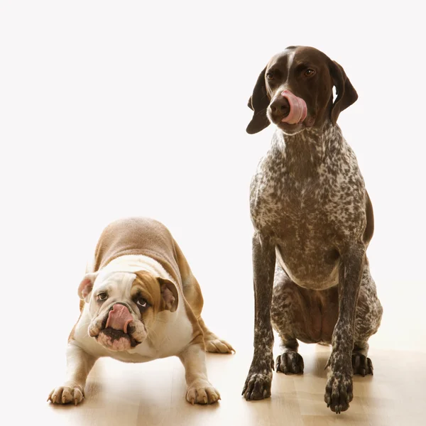 Bulldog ve işaretçi köpek. — Stok fotoğraf