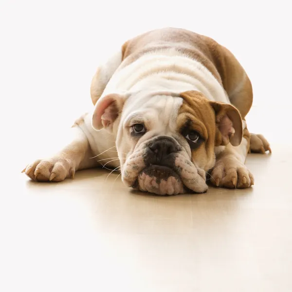 Bulldogge auf dem Boden liegend. — Stockfoto