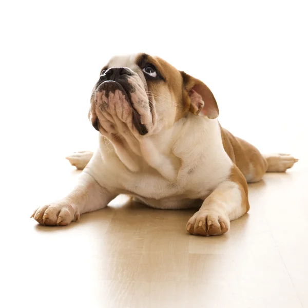 Englische Bulldogge auf dem Boden. — Stockfoto