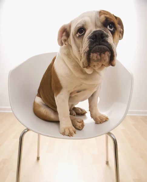 Inglês Bulldog na cadeira . — Fotografia de Stock