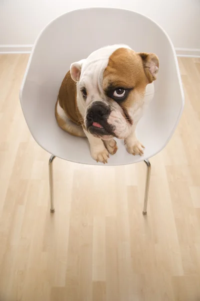 English Bulldog in chair. — Stock Photo, Image