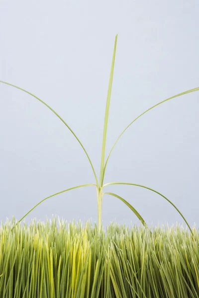 Lång ogräs i gräsmattan. — Stockfoto