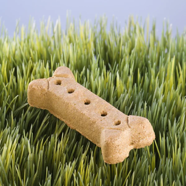 Dog bone in grass. — Stock Photo, Image