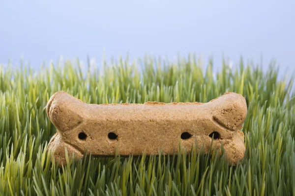 Gâterie pour chien dans l'herbe . — Photo