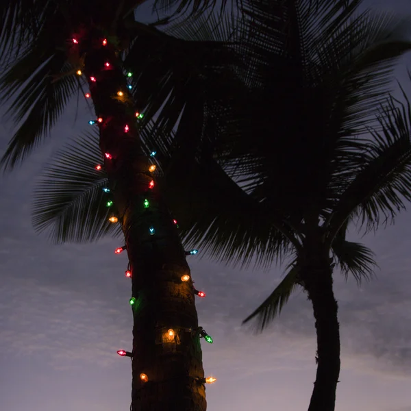 Lumières sur palmier . — Photo