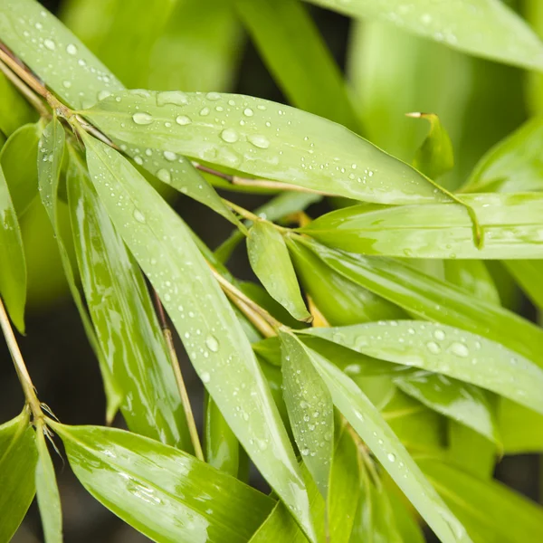 Bamboo leaves. — Stock Photo, Image