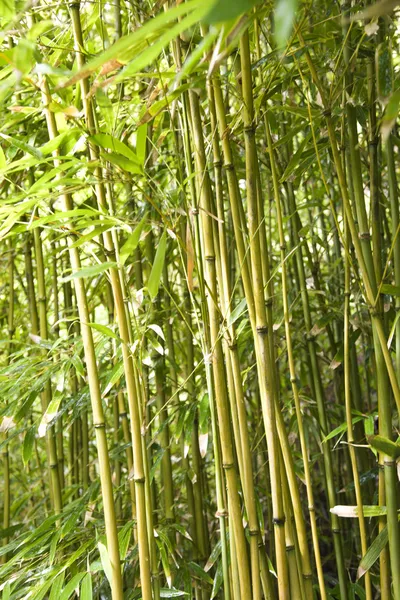 Hastes de bambu . — Fotografia de Stock