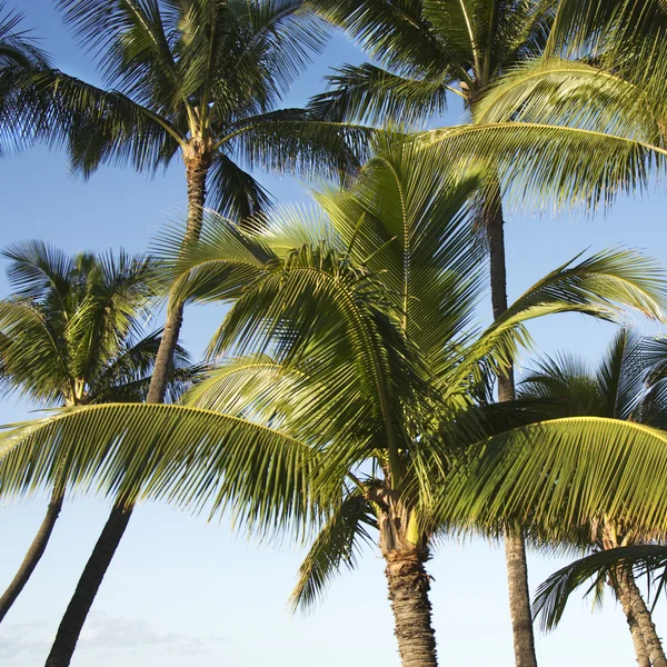 Palmbomen. — Stockfoto