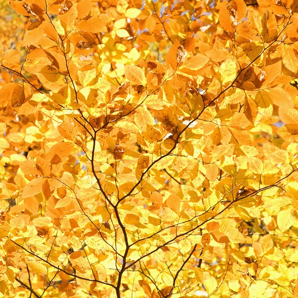 Follaje de otoño amarillo . Fotos de stock