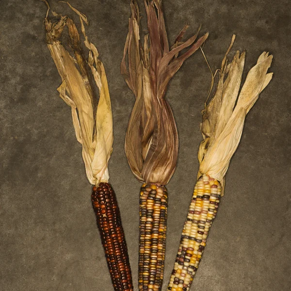 Vícebarevné indické kukuřice. Royalty Free Stock Obrázky