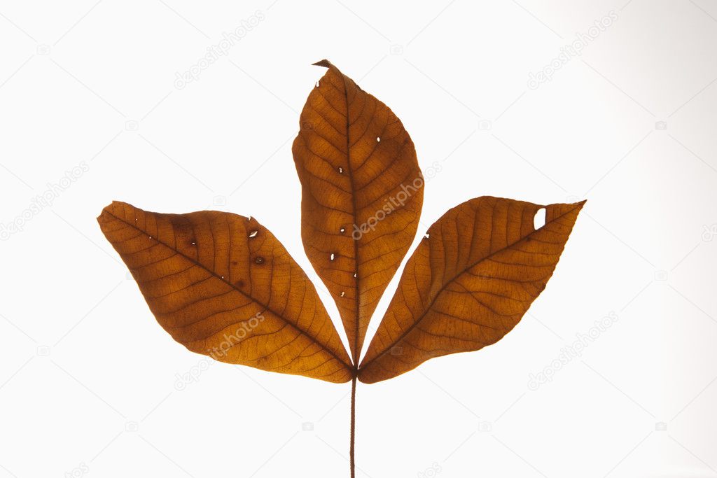 Hickory leaves on white.