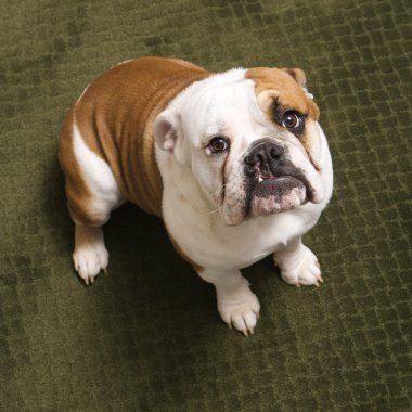 English bulldog. clipart