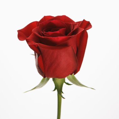 Red rose on white. clipart