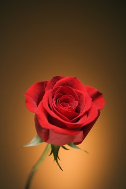 Red rose on gold. clipart