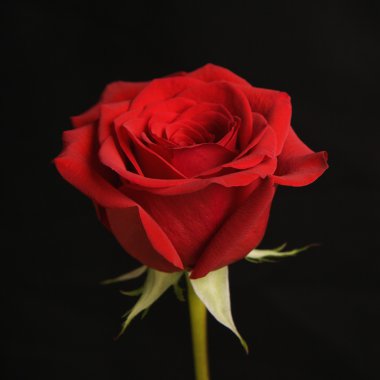 Red rose on black. clipart