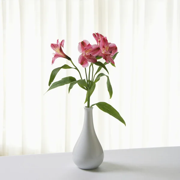 Flores em vaso. — Fotografia de Stock
