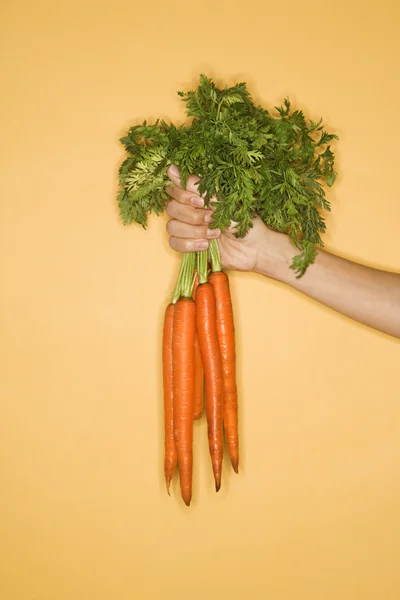 Hand holding carrots. — Stock Photo, Image