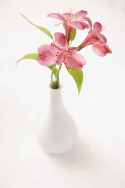 Růžové květy ve váze. — Stock fotografie