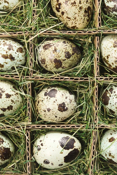 Ovos salpicados . — Fotografia de Stock