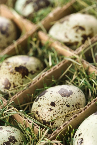 Speckled eggs. — Stock Photo, Image
