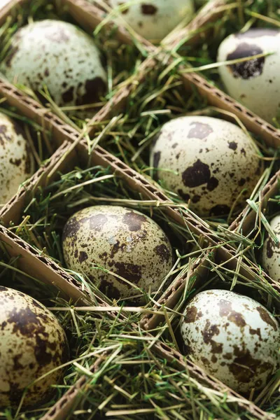 Speckled eggs. — Stock Photo, Image