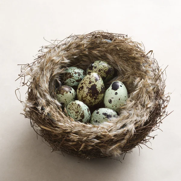 Huevos en el nido . —  Fotos de Stock