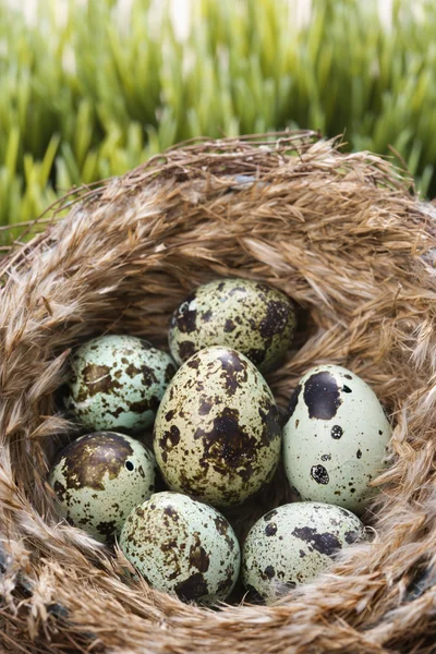 Яйця в гніздо . — стокове фото