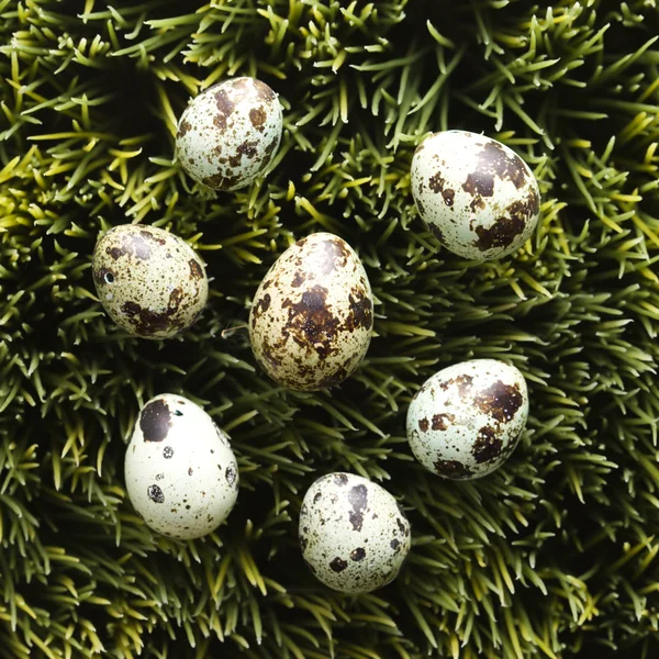 Αυγά στο χορτάρι. — Φωτογραφία Αρχείου
