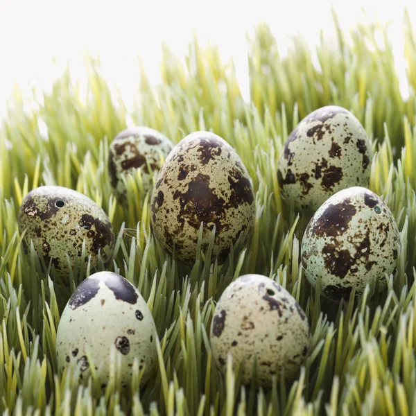Çimenlerin üzerinde yumurta. — Stok fotoğraf