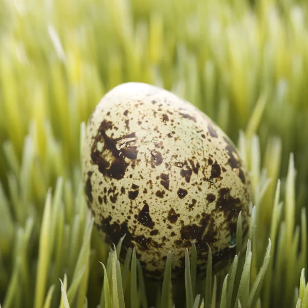 Egg on grass. — Stock Photo, Image