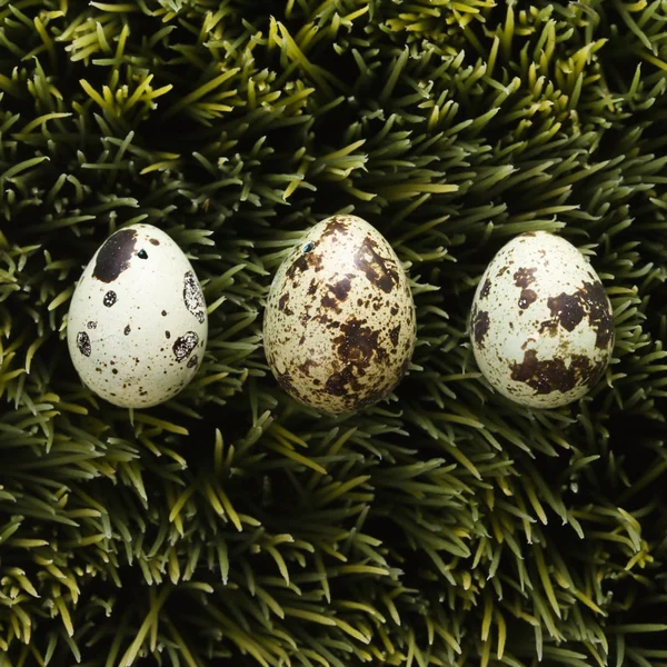 Eggs on grass. — Stock Photo, Image