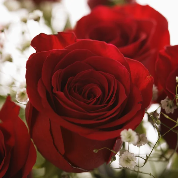 Красные розы. — стоковое фото