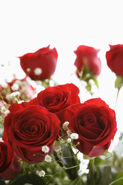붉은 장미 꽃다발. — 스톡 사진