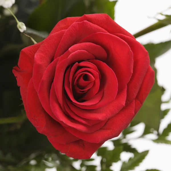 Rosa vermelha única. — Fotografia de Stock