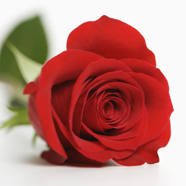 Красная роза на белом. — стоковое фото