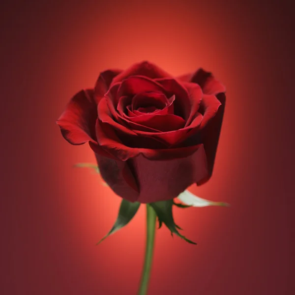 Czerwona róża na czerwono. — Zdjęcie stockowe
