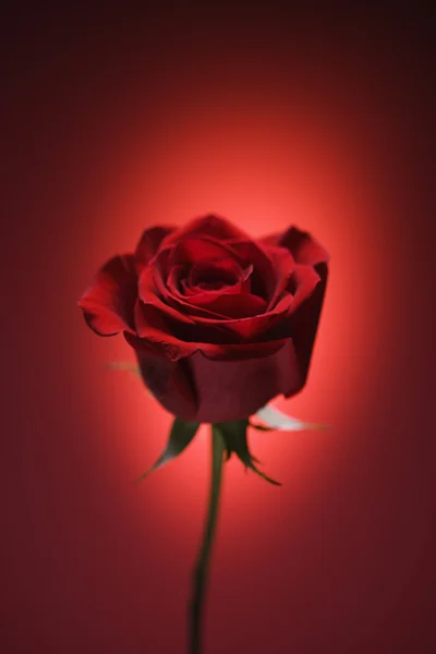 Червона троянда на червоному . — стокове фото