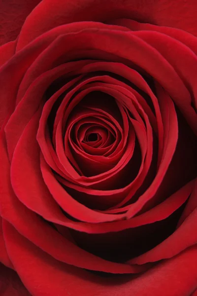 Lustálkodik-up, piros rózsa. — Stock Fotó