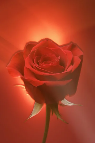 Червона троянда на червоному . — стокове фото
