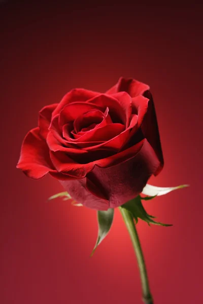 Rosa roja sobre rojo . — Foto de Stock